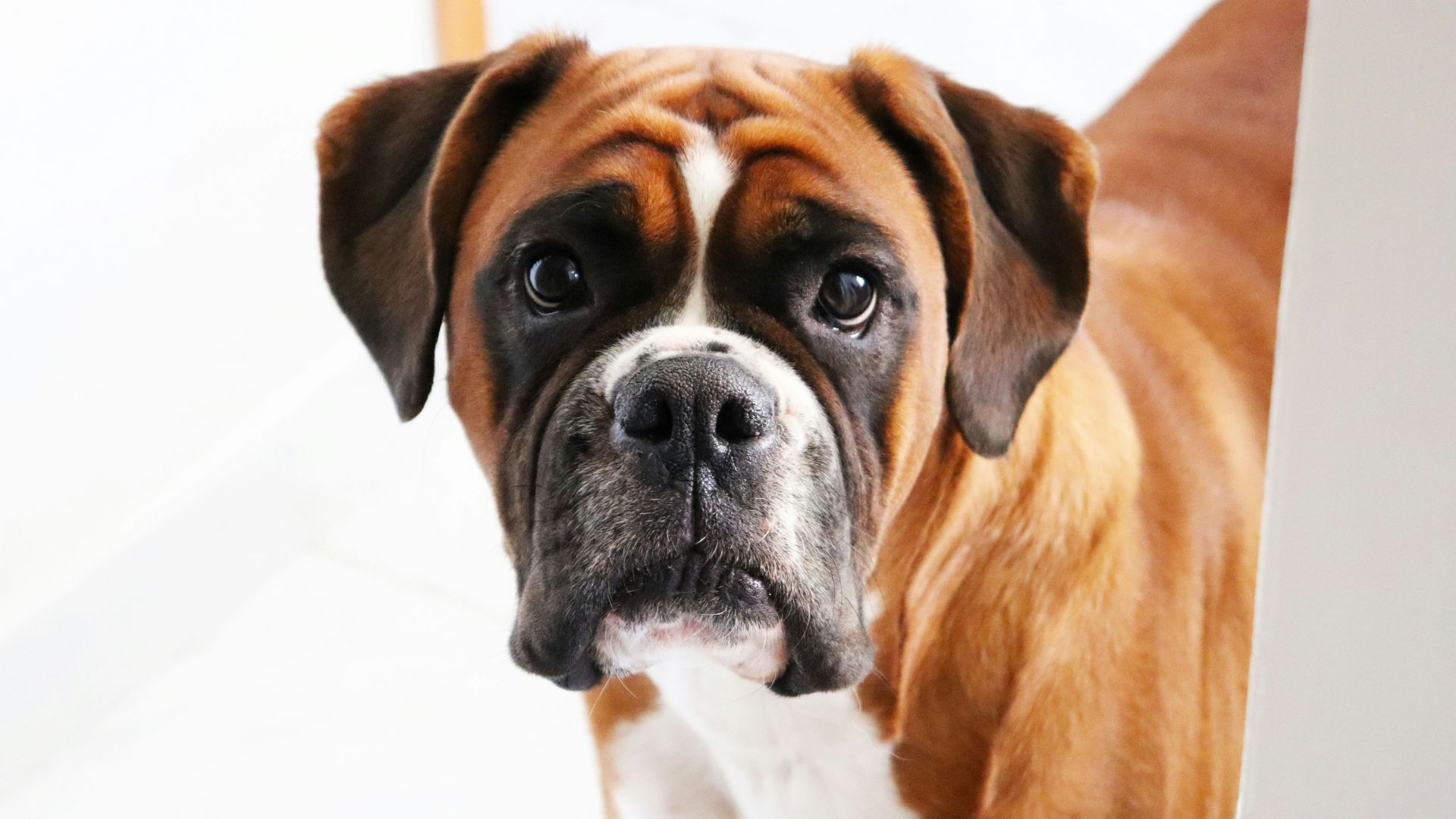 Boxer dog age calculator