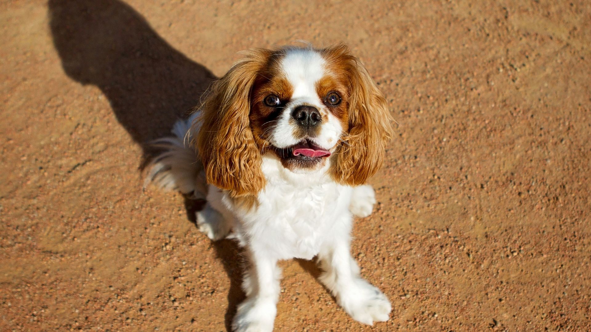 Cavalier King Charles Spaniel age calculator