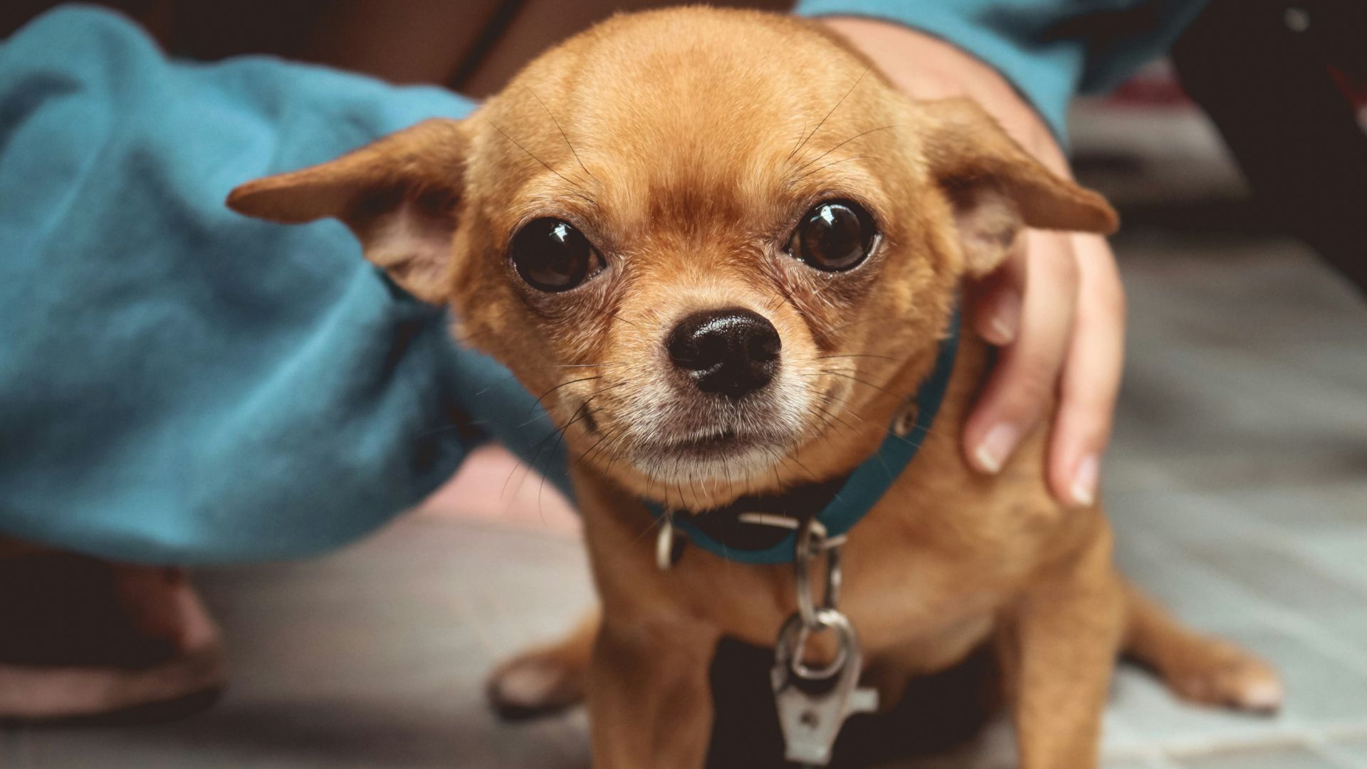 Small Dog