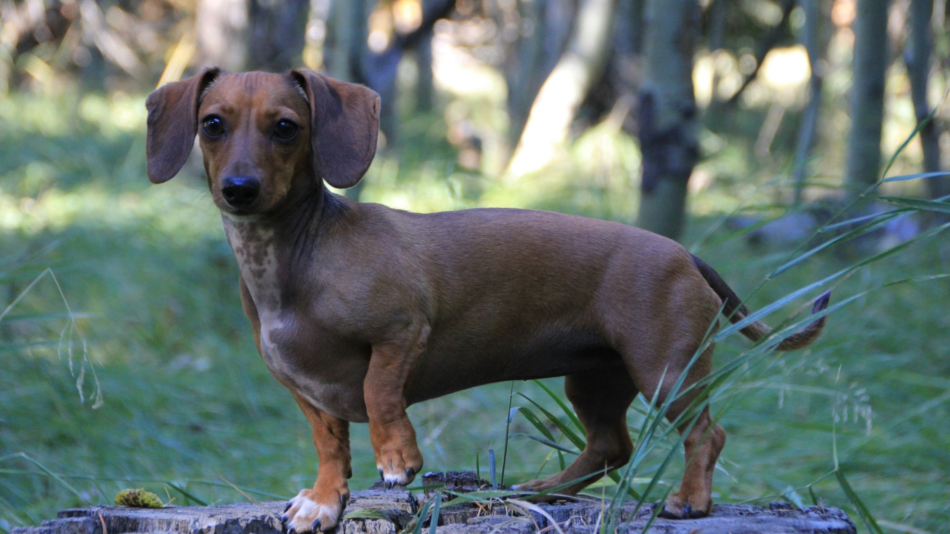 Dachshund dog age calculator