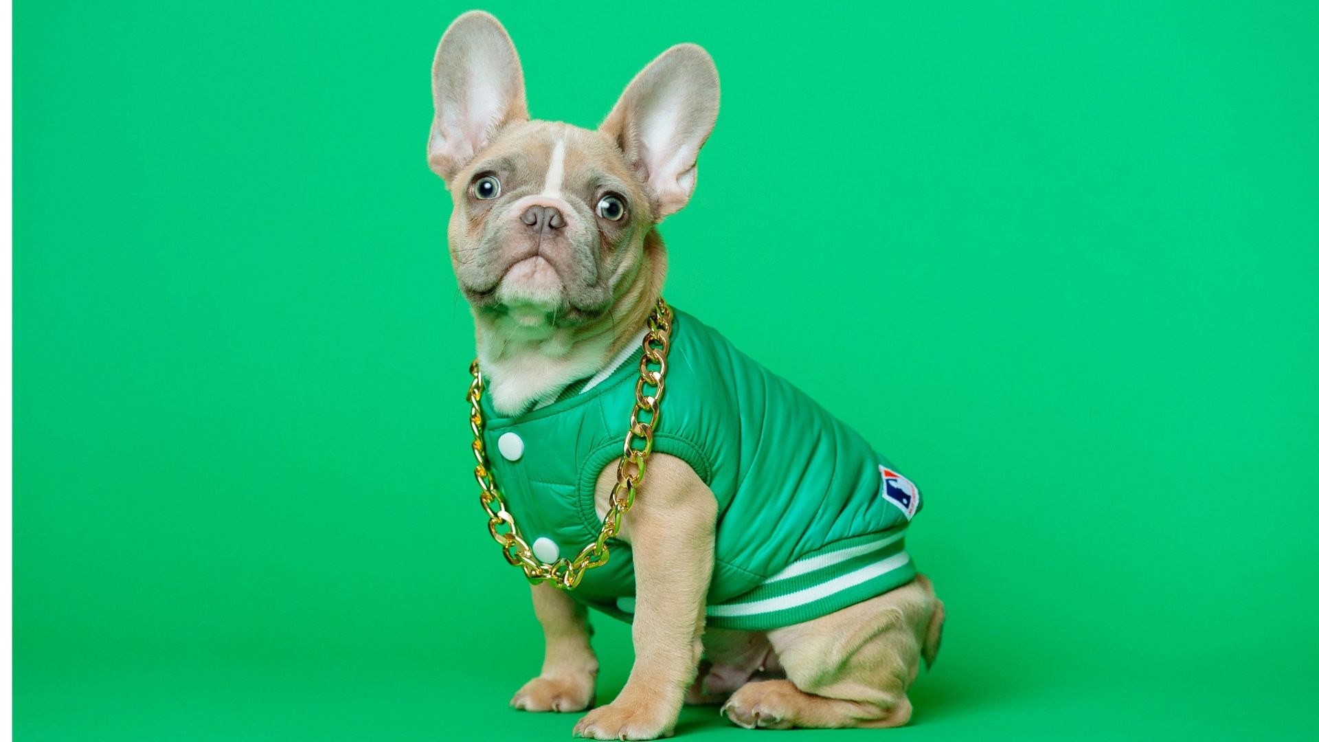 French Bulldog age calculator