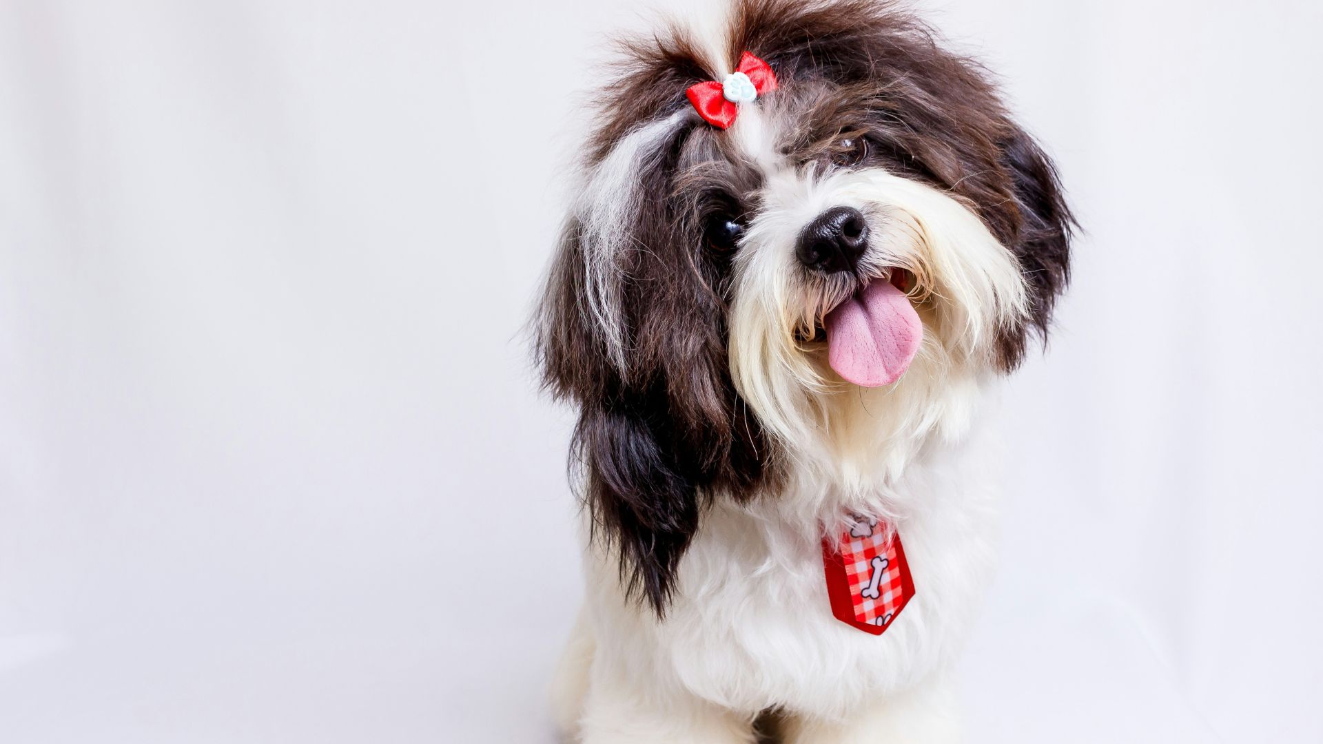 Miniature Schnauzer dog age calculator