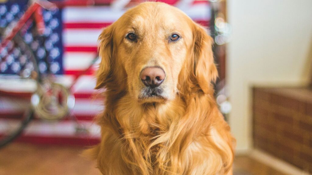 Golden Retriever age calculator