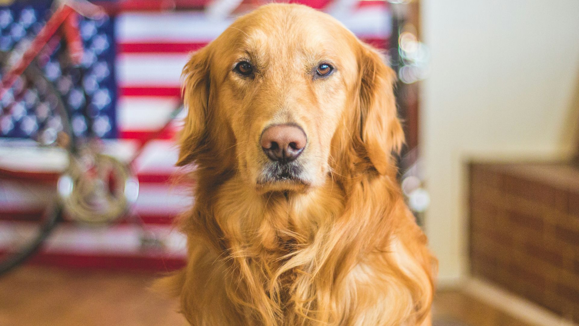 Golden Retriever age calculator