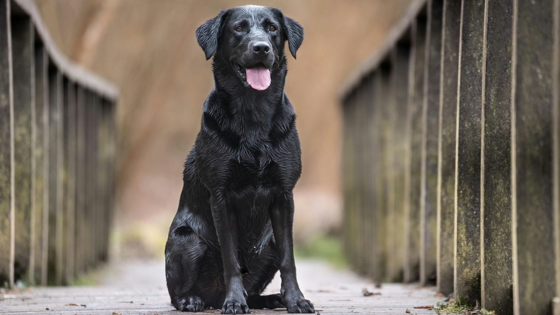 Labrador Retriever age calculator