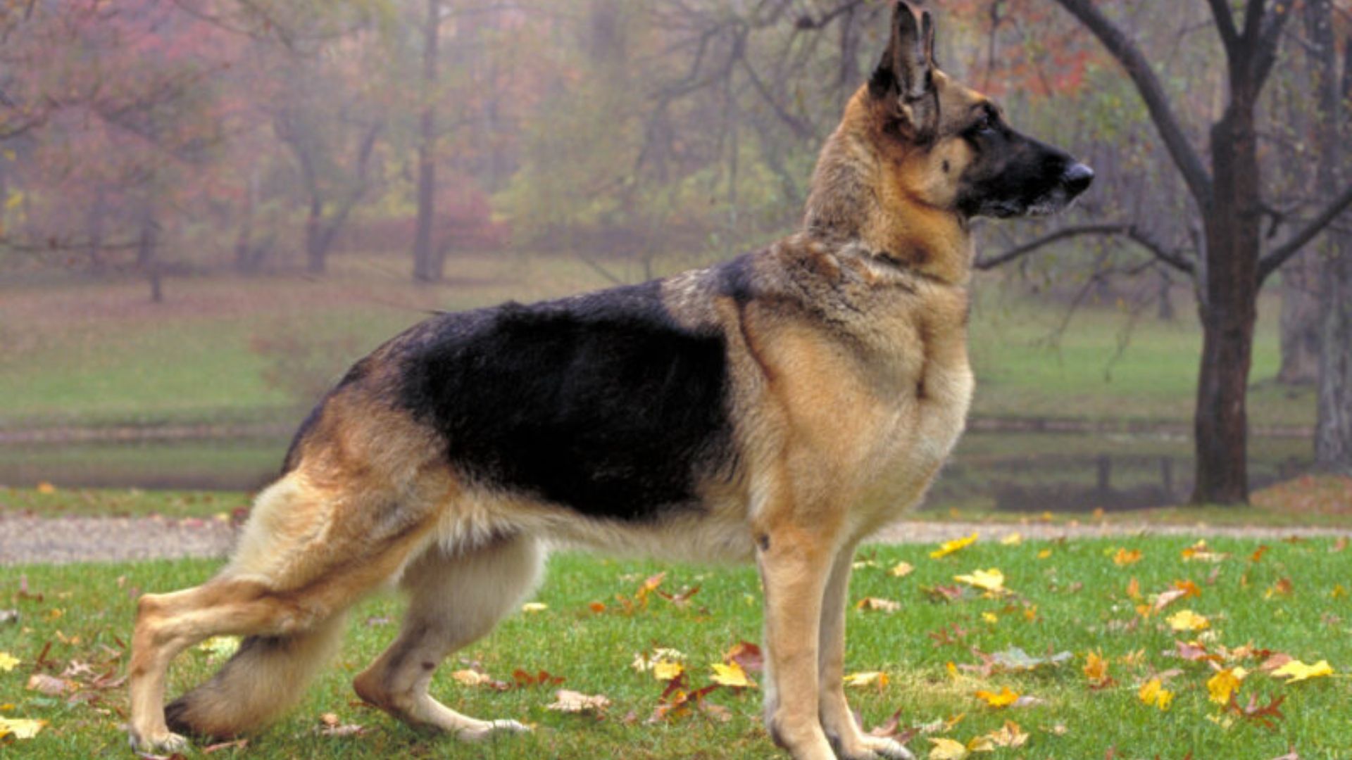 german shepherd dog age calculator