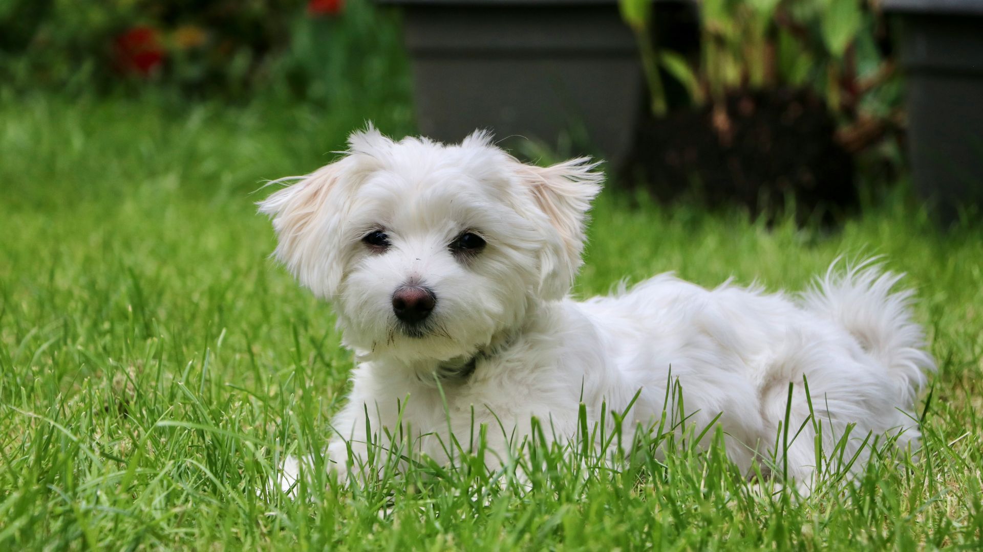 Maltese dog age calculator