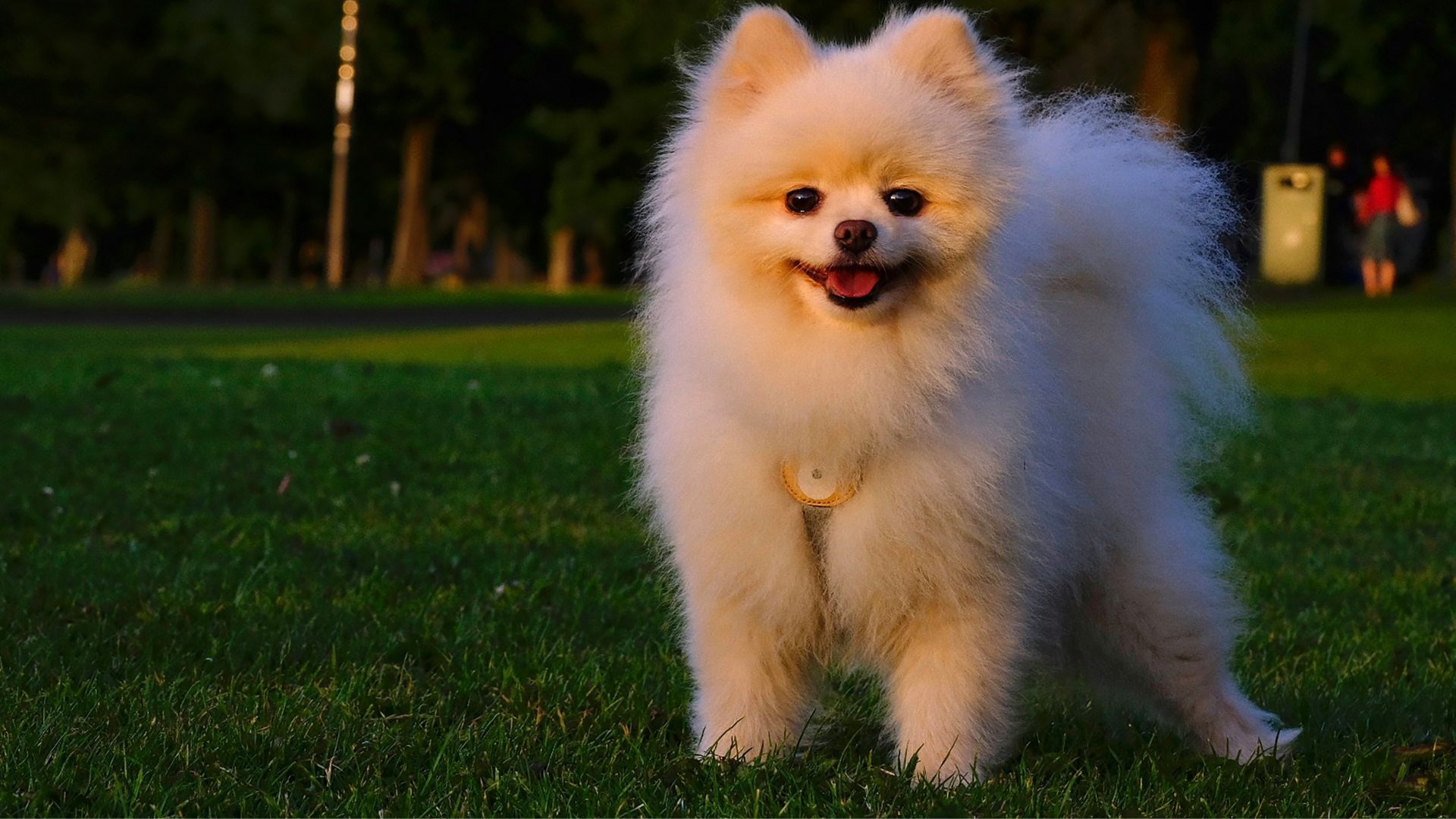 Pomeranian dog age calculator