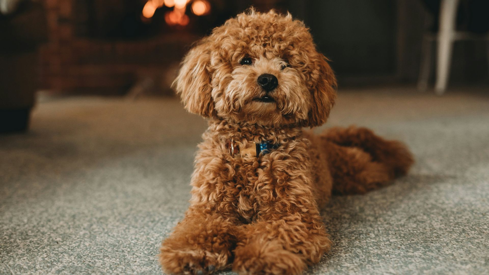 Poodle dog age calculator