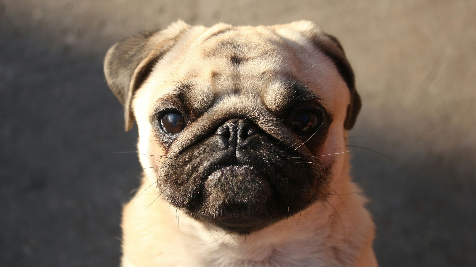 PUG Dog age calculator