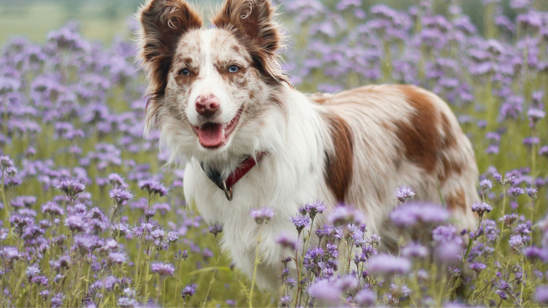 Medium Dogs age calculator