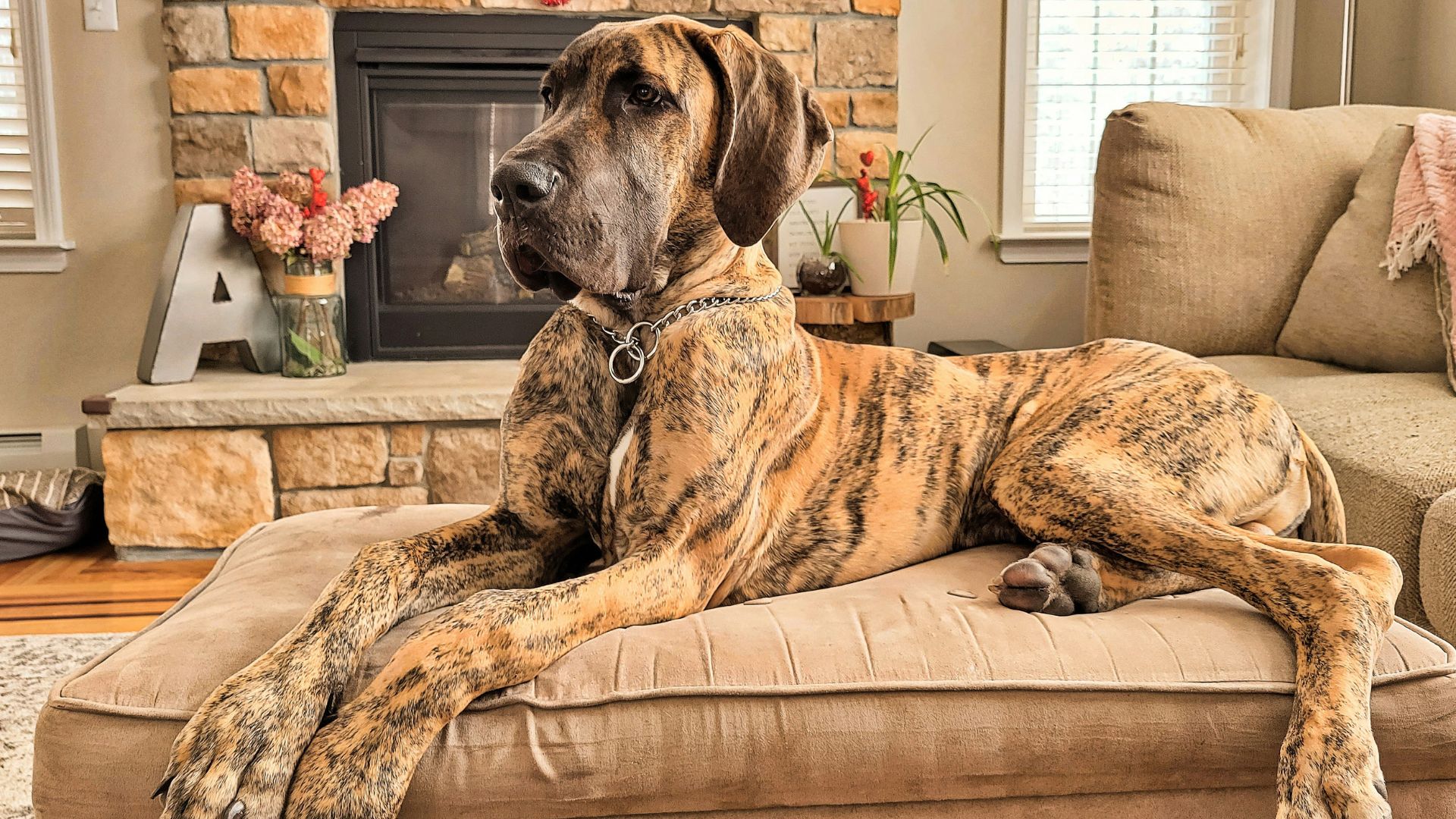 Large Dogs age calculator