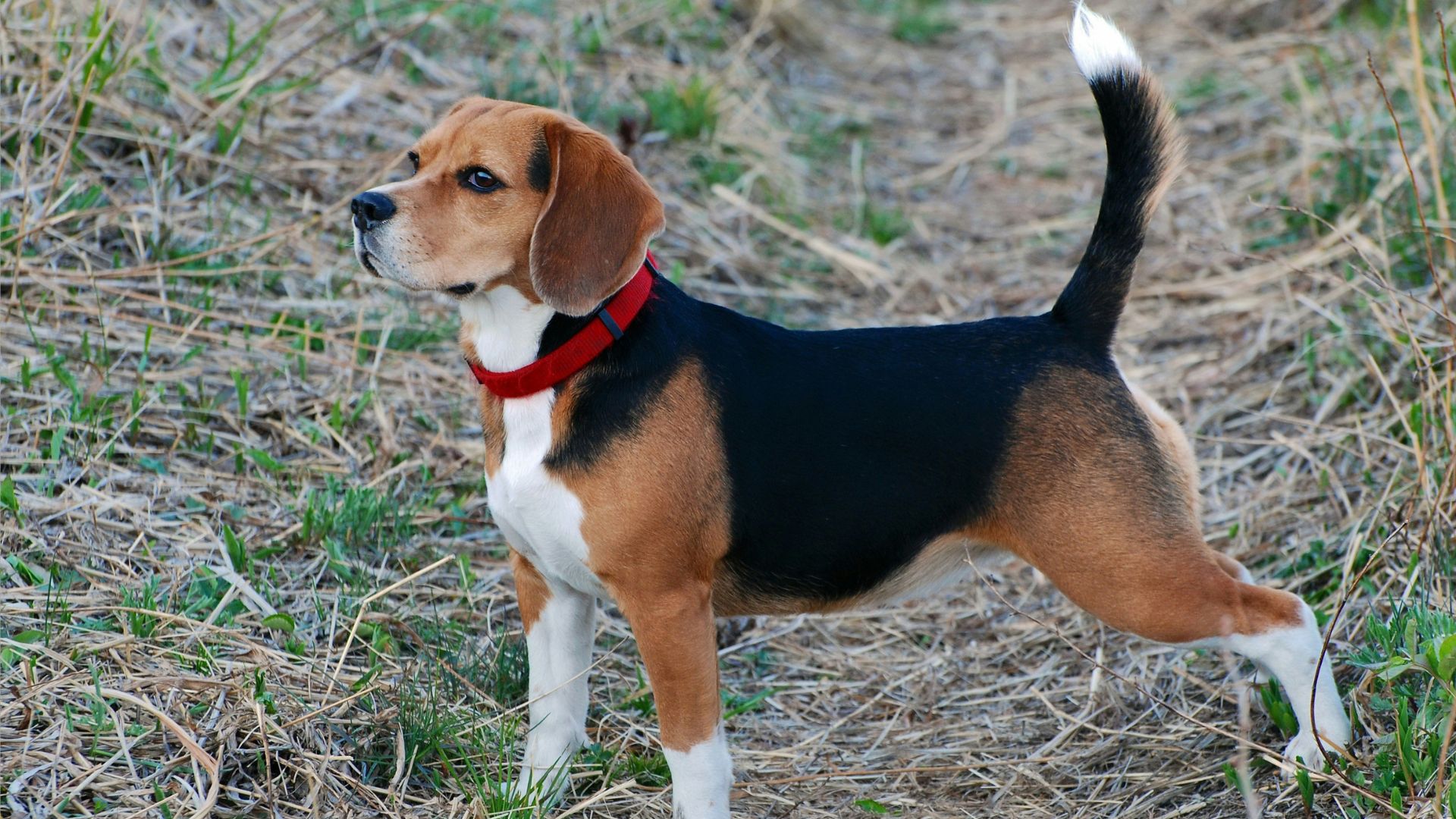 beagle dog age calculator