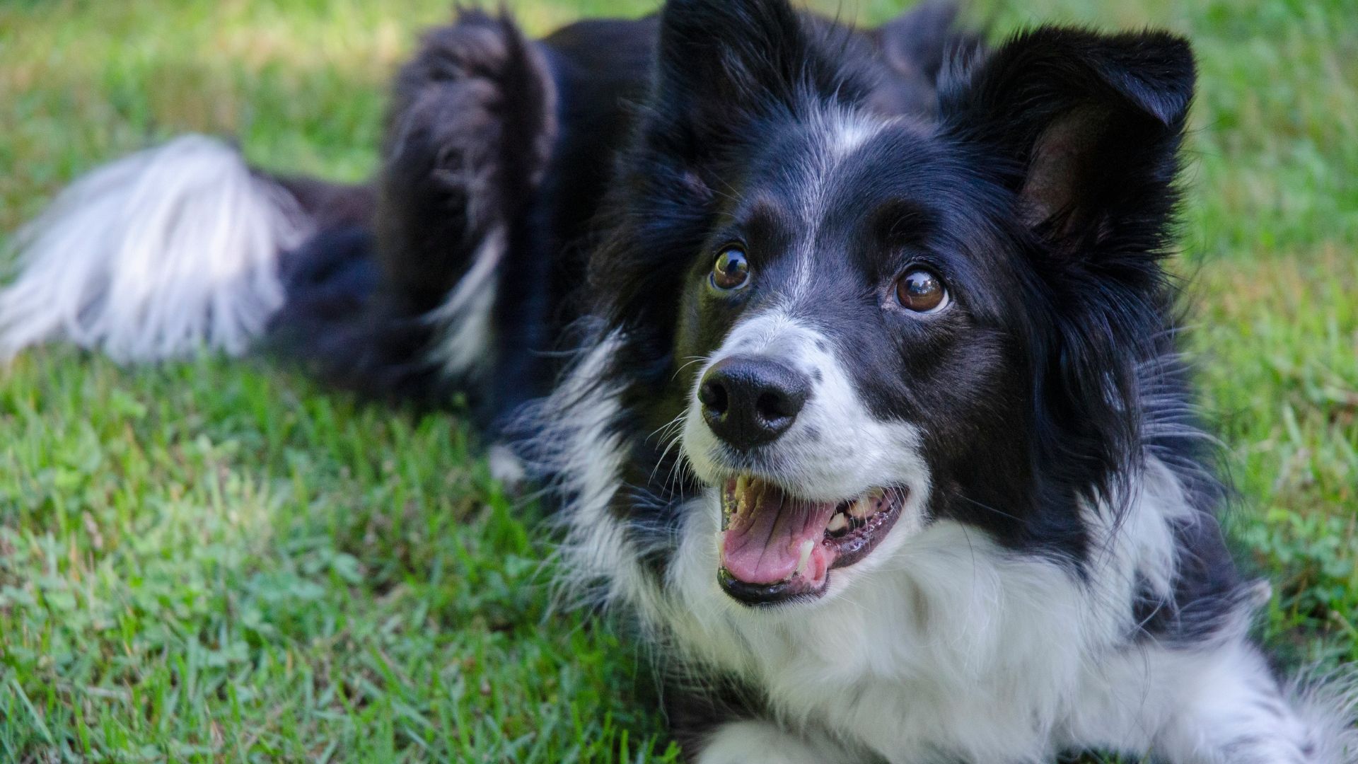 Border Collie Age calculator