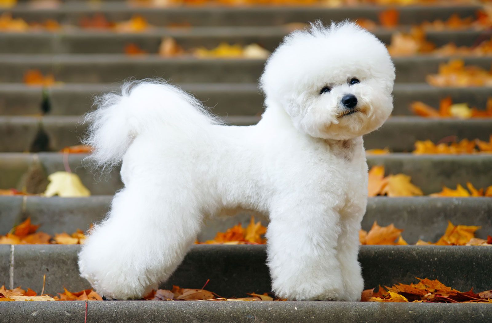 Bichon Frise Dog – Complete Guide to Traits, Mixes, Lifespan & FAQs