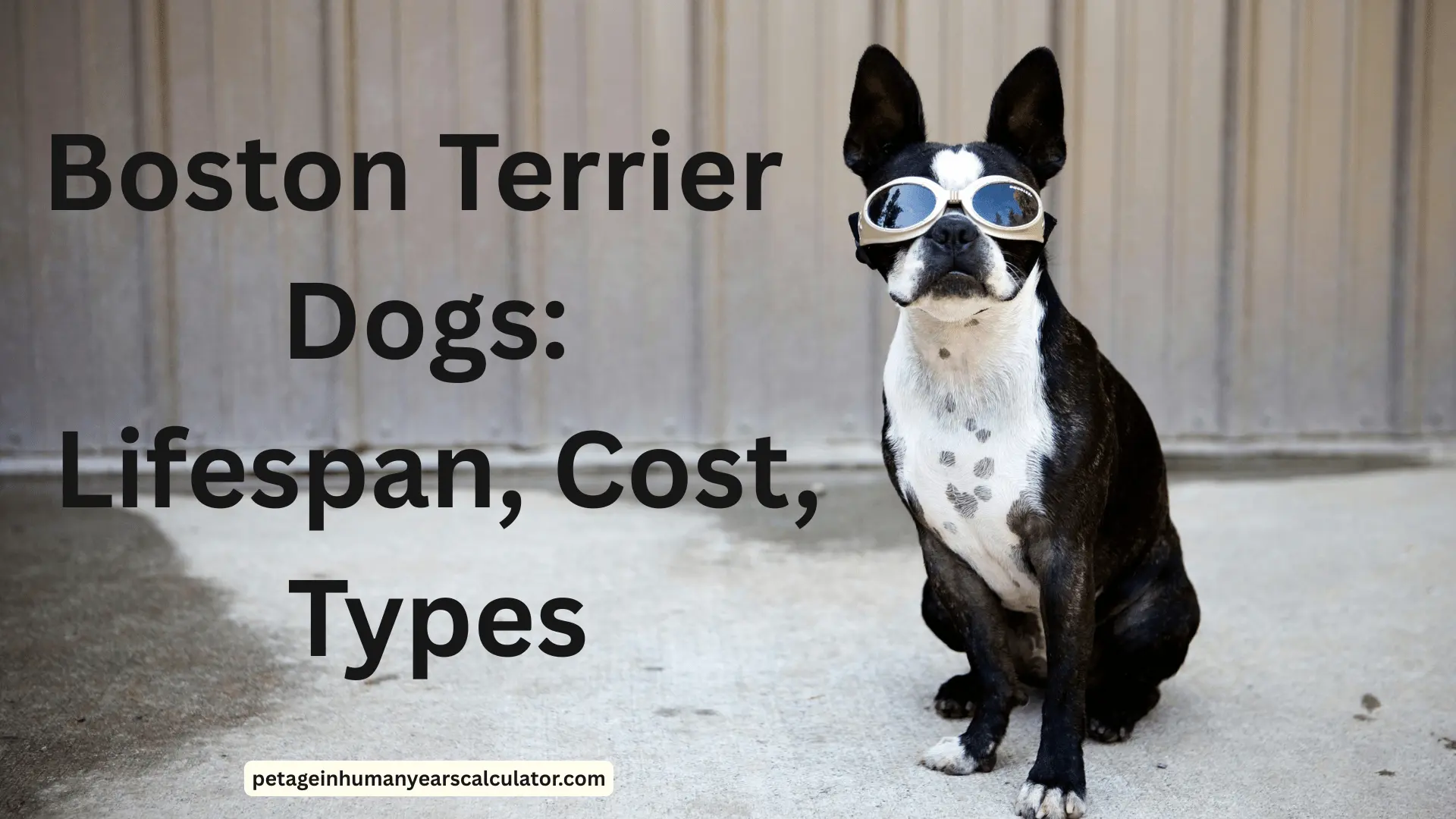 Boston Terrier Dogs: Lifespan, Cost, Types, Mixes & Care Guide (2025)