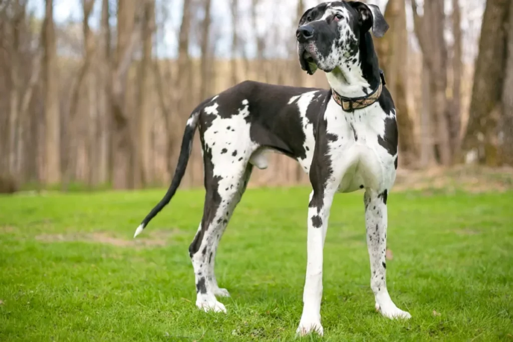 Great Dane large dog age cal