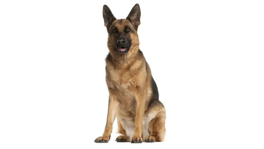 german shepherd dog age calculator