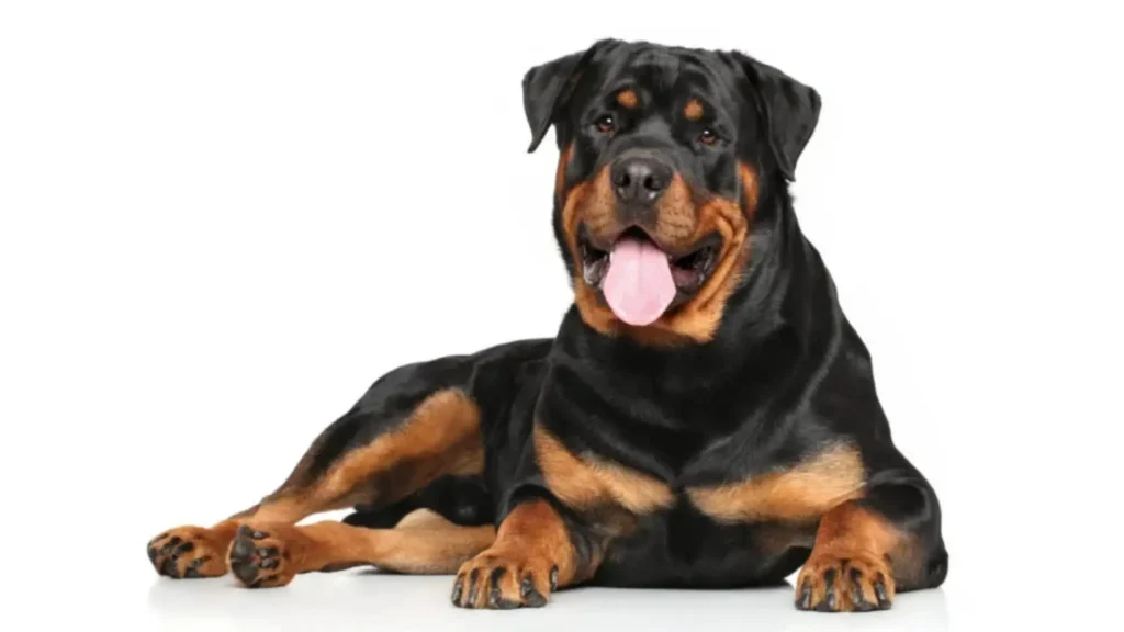 Rottweiler DOG Large breed age calculator