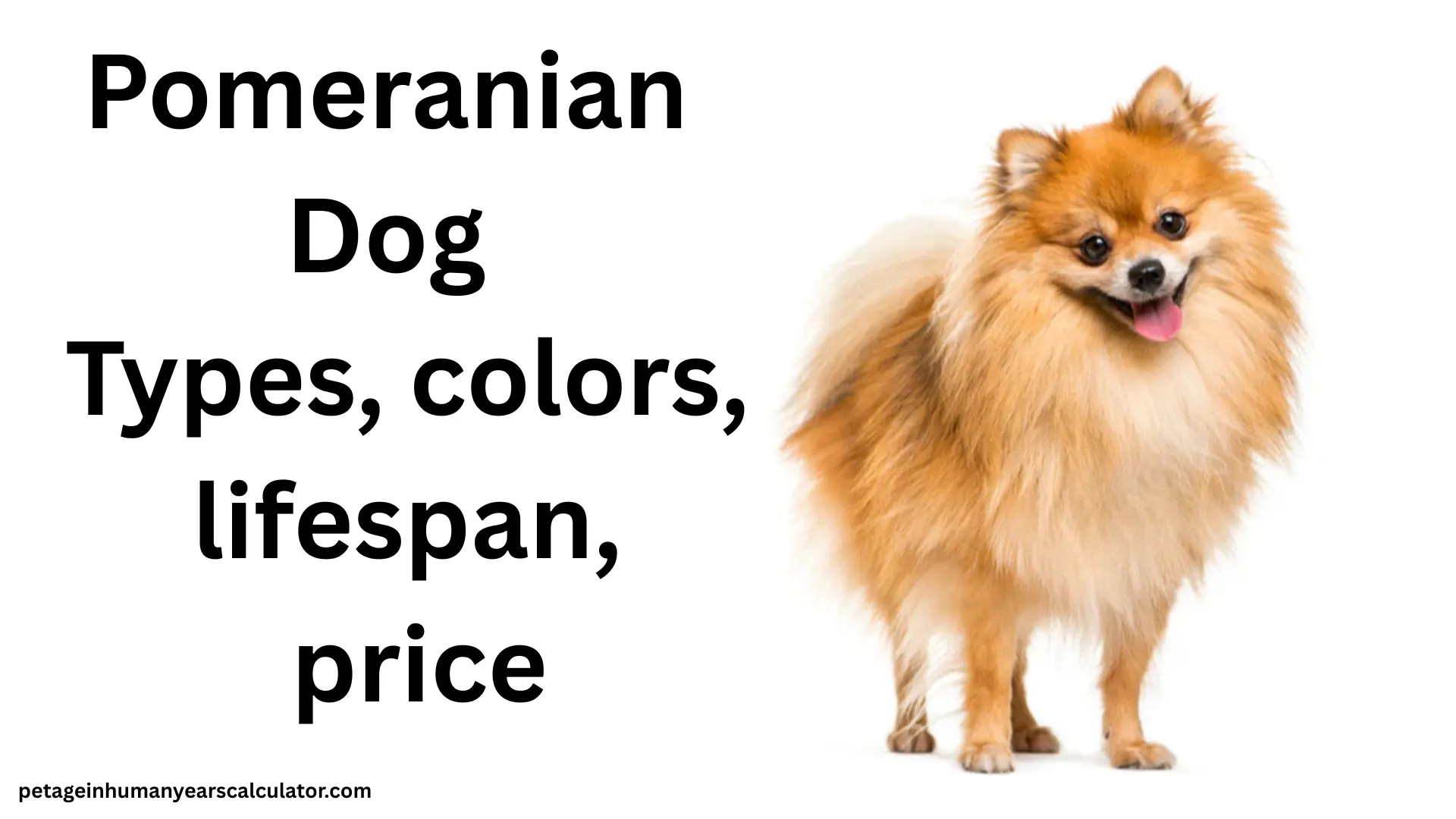 Pomeranian Dog – Complete Guide to Types, Price, Lifespan