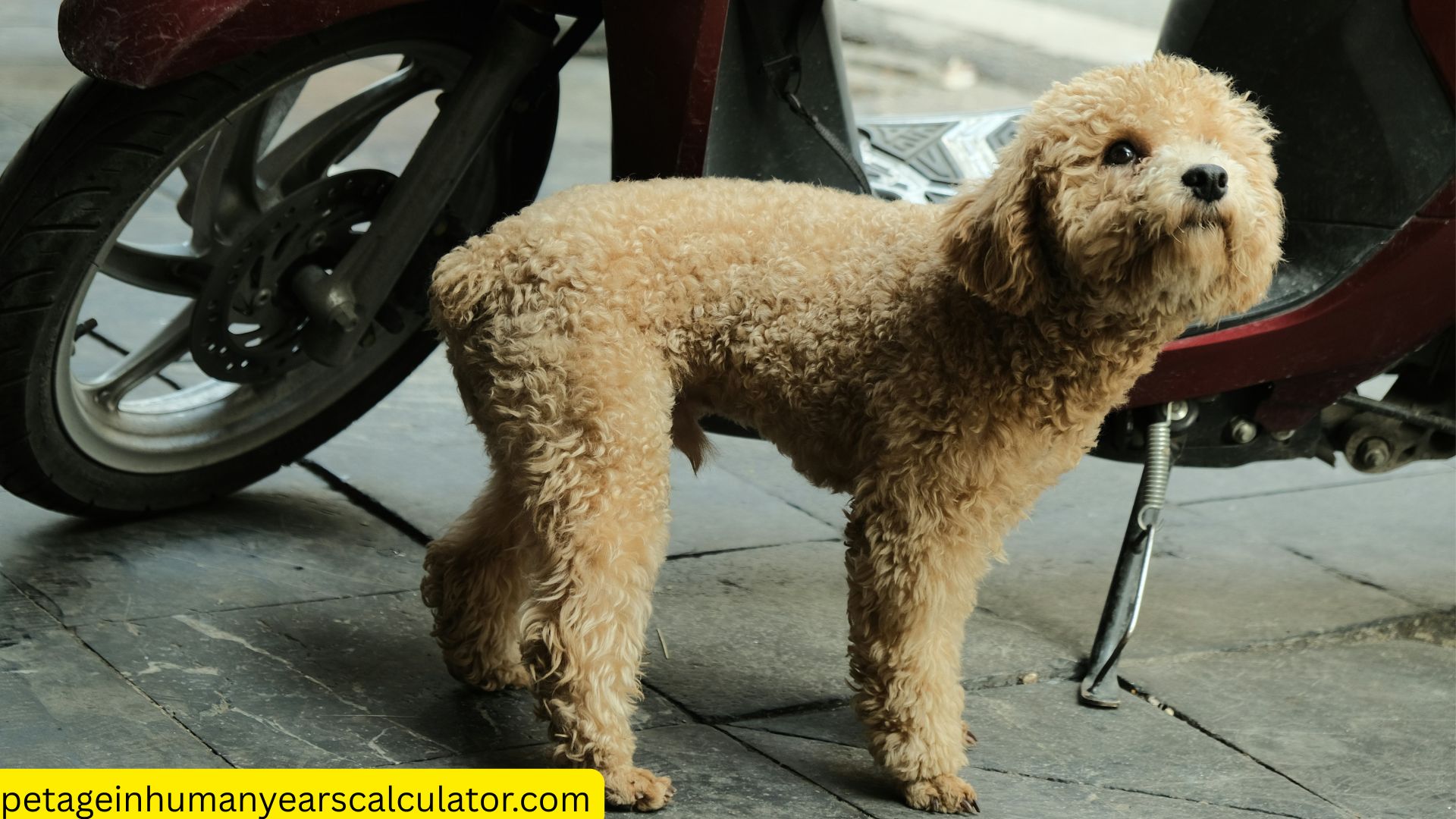 Poodle Dog Uncovered: Lifespan, Mixes & Secrets Every Dog Lover Must Know