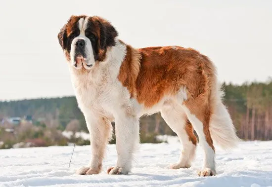 Saint Bernard image on snow large dog age cal 