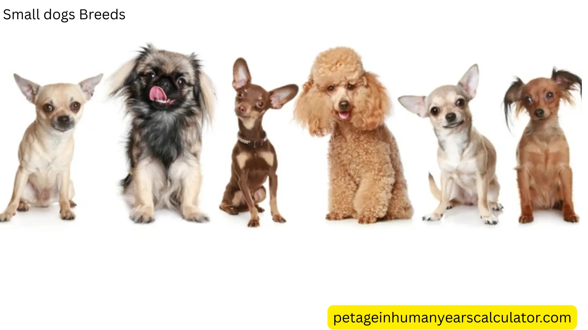 All Small dogs age calculator Breeds