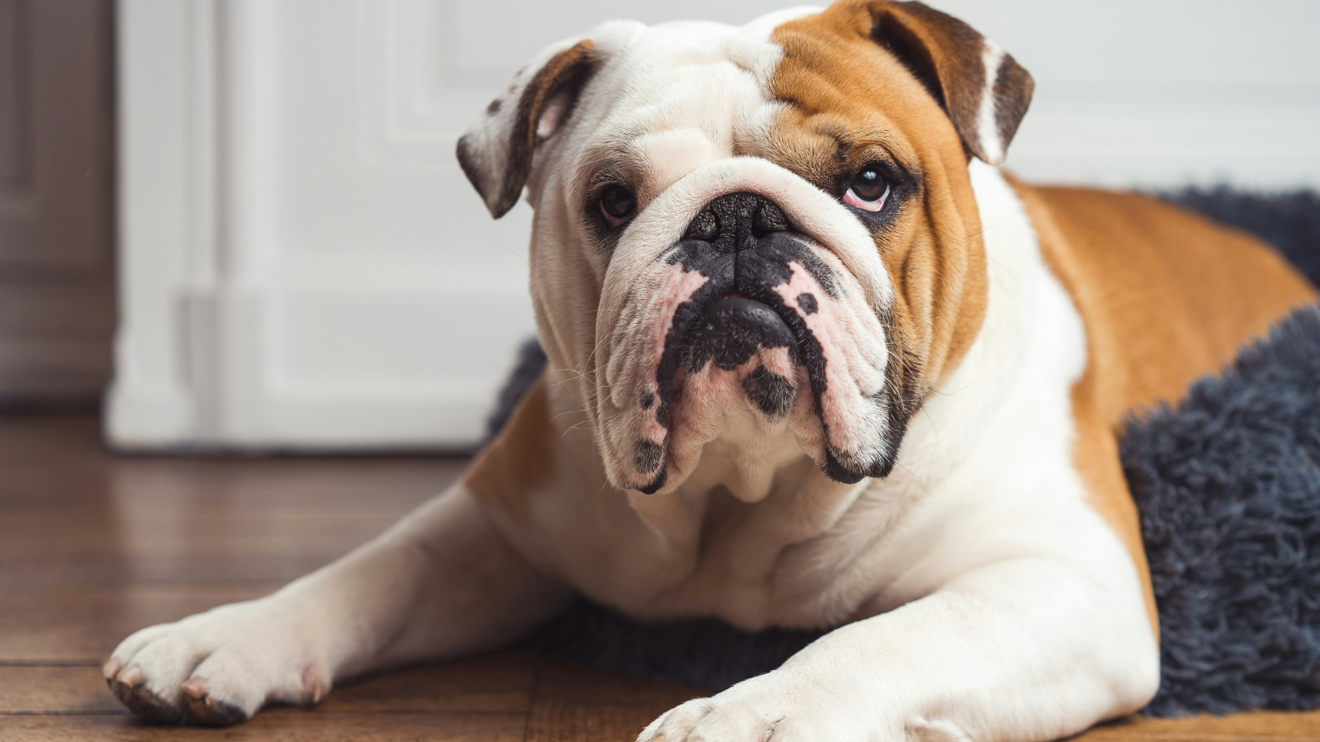 bulldog age calculator