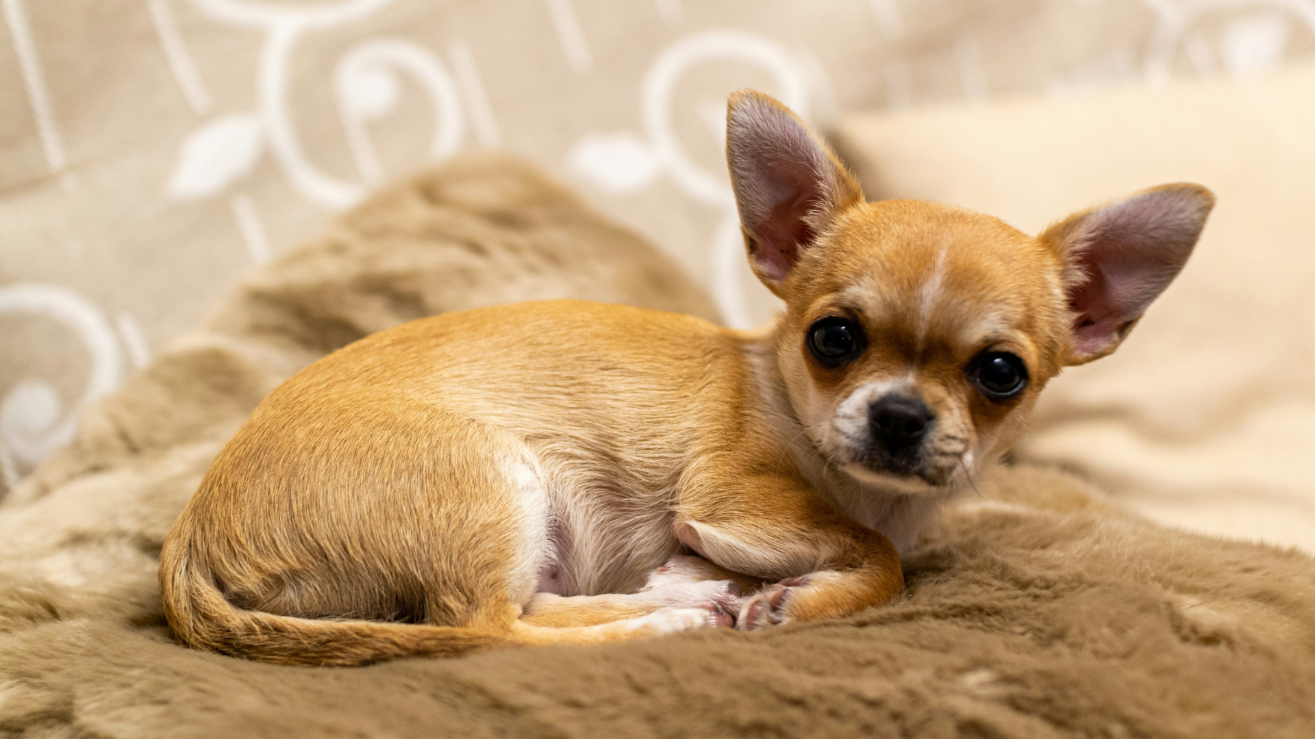 Chihuahua dog age calculator