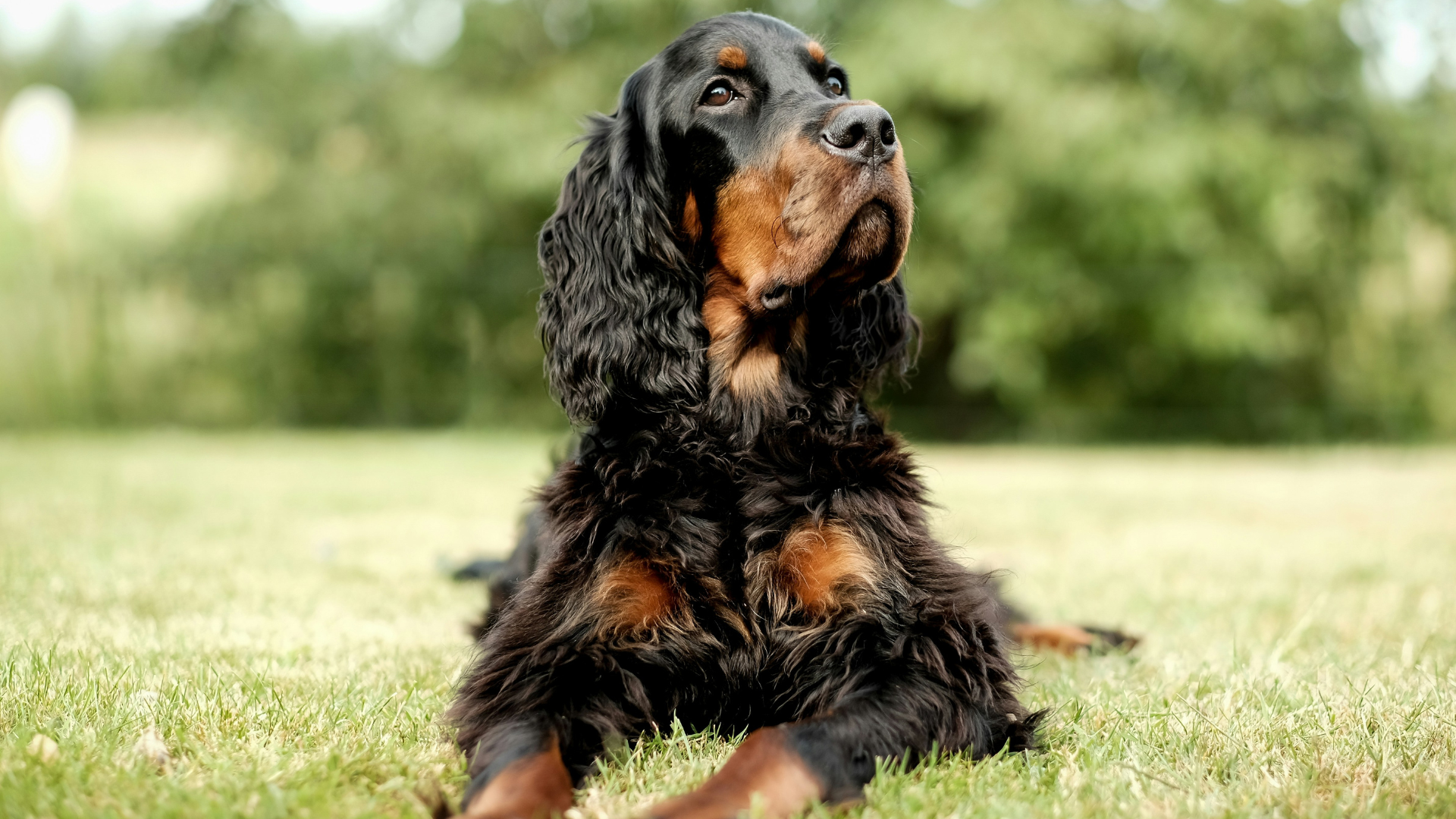 Cocker Spaniel age calculator