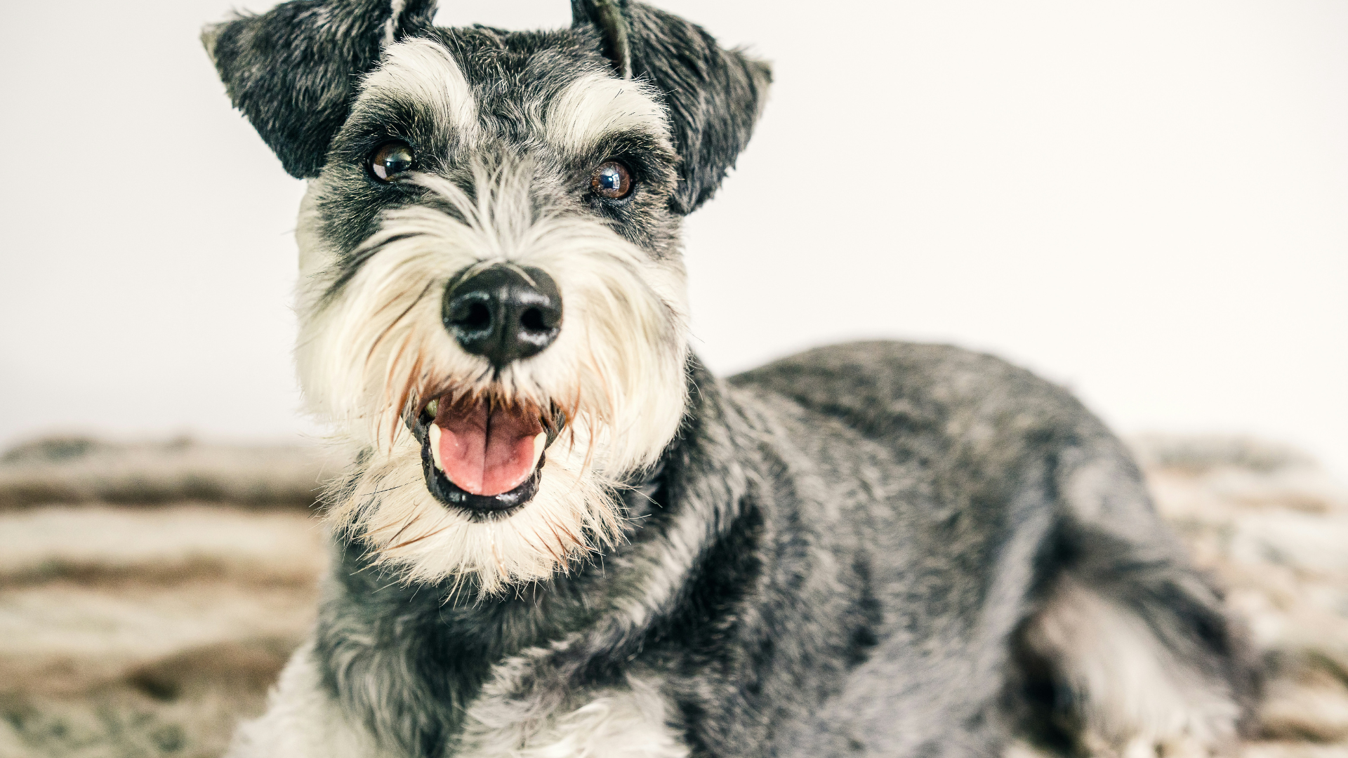 Miniature Schnauzer dog age calculator