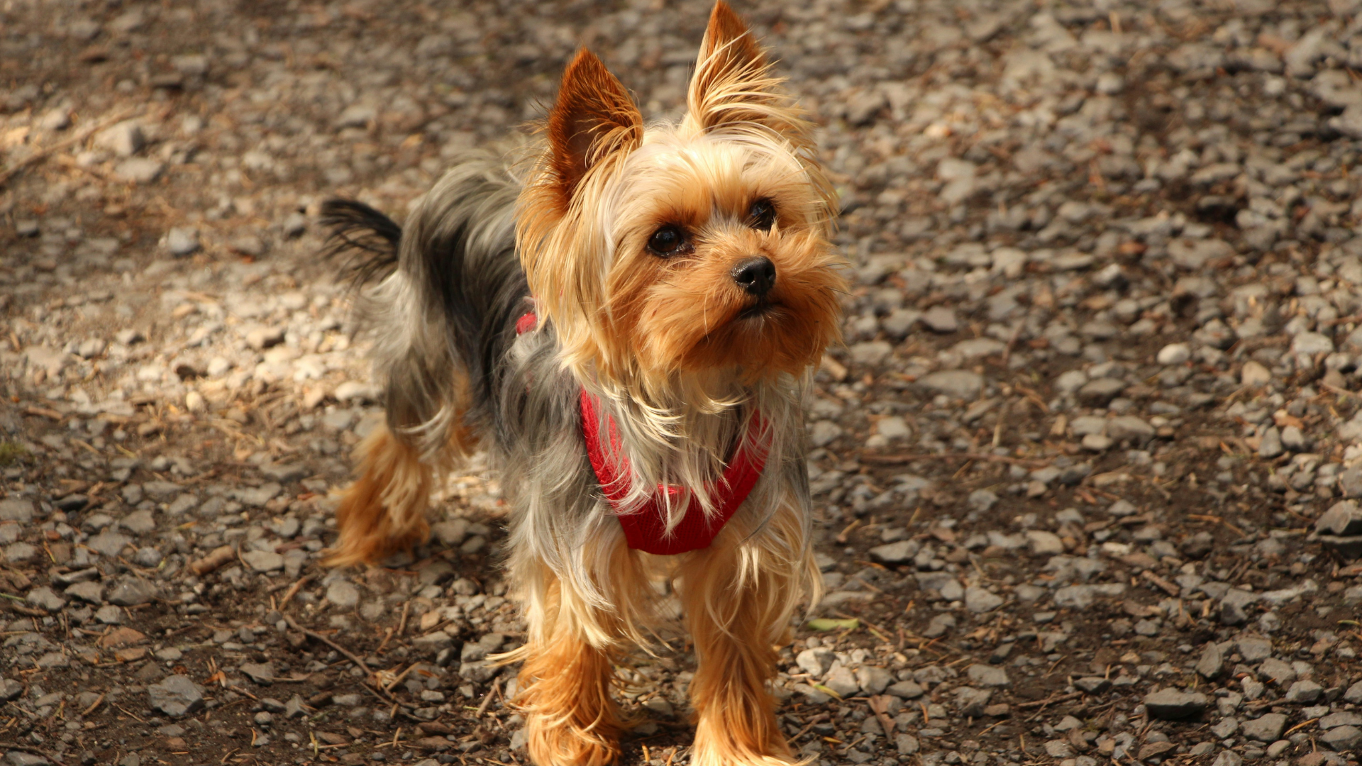 Yorkshire Terrier dog age calculator
