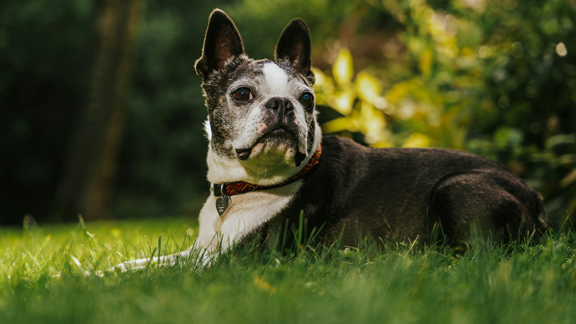 Boston Terrier dog age calculator