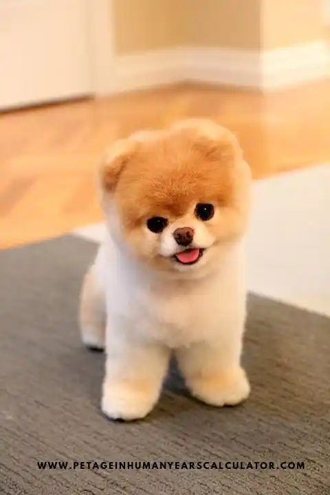 small dog breeds Pomeranian