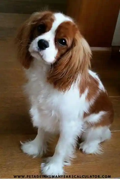 Cavalier King Charles Spaniel