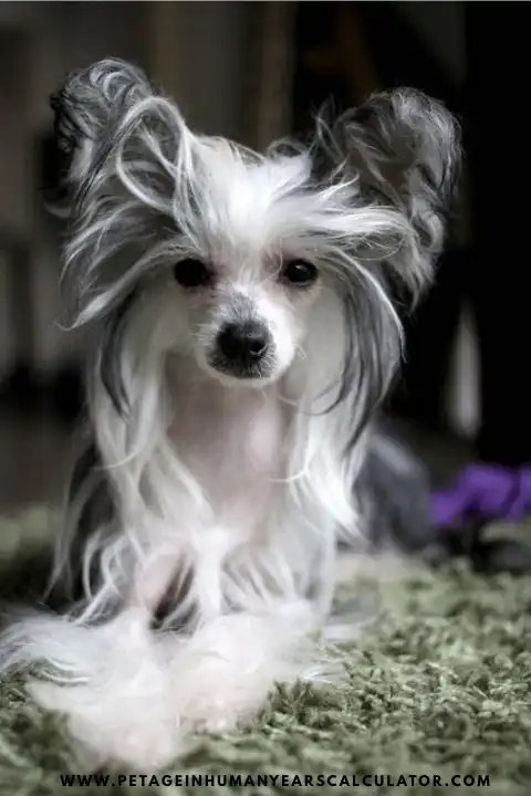 Chinese Crested Dog