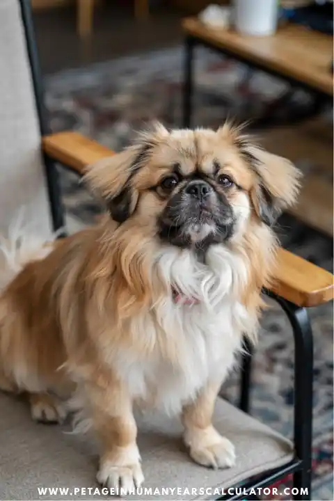 Pekingese