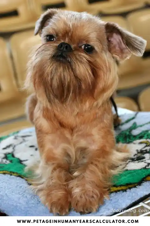 Brussels Griffon