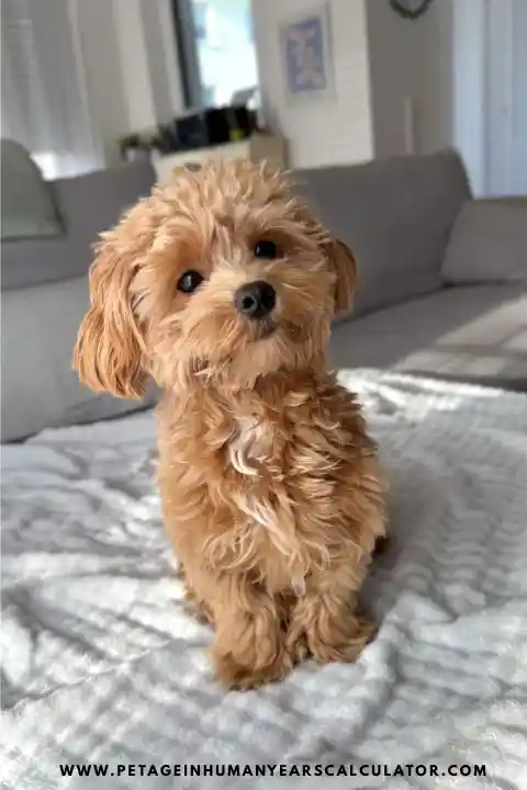 Toy Poodle