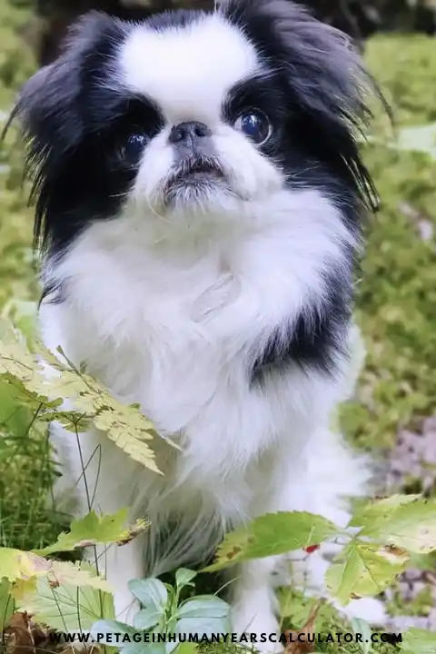 Japanese Chin dog