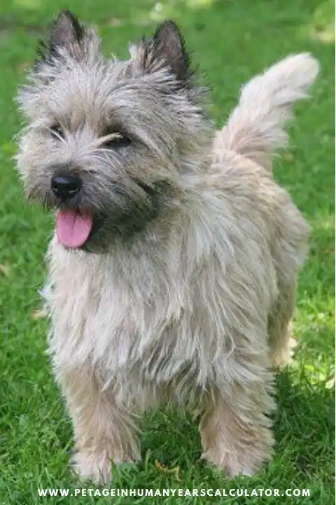 Cairn Terrier