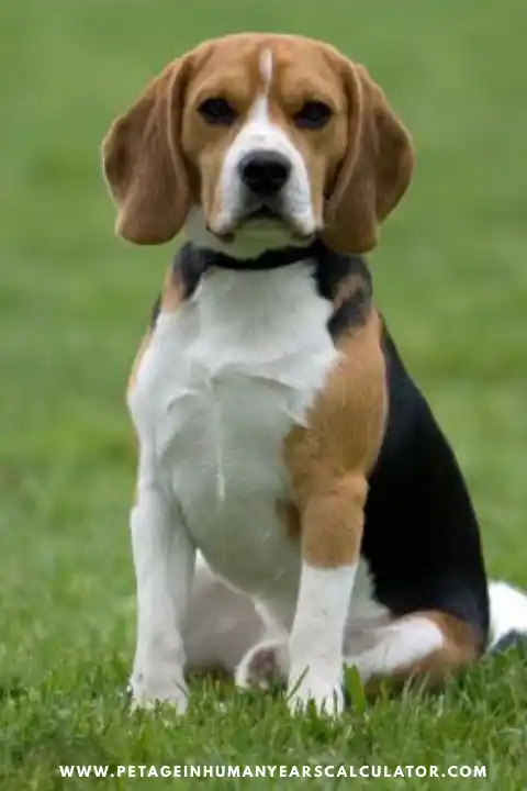 Beagle dogs