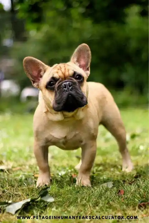 french bulldog puppy
