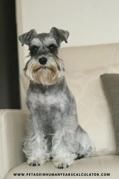 miniature schnauzer breeders