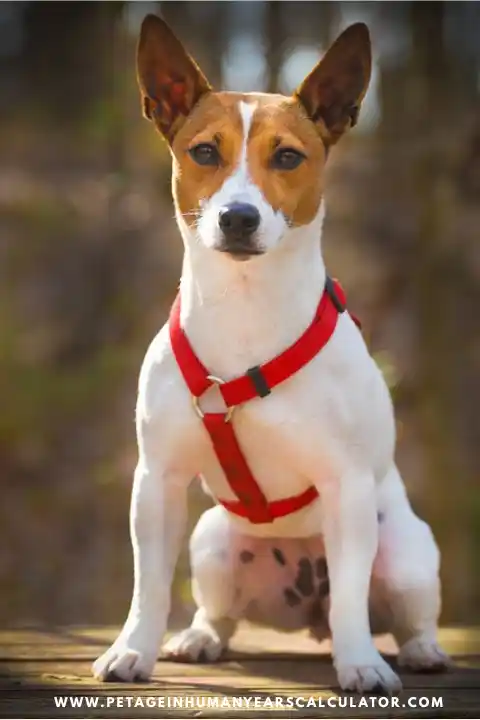basenji puppy