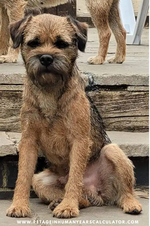 Border Terrier