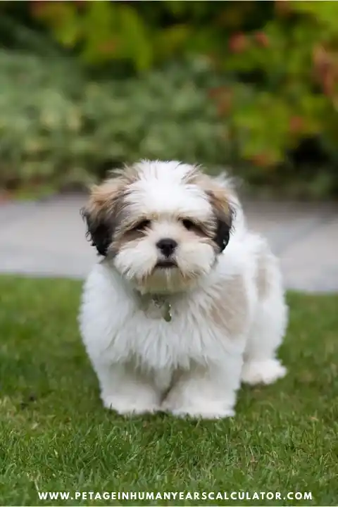 breeding lhasa apso
