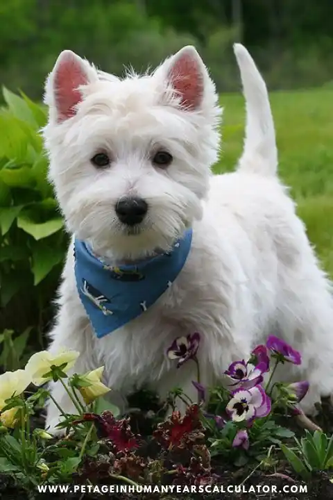 West Highland White Terrier