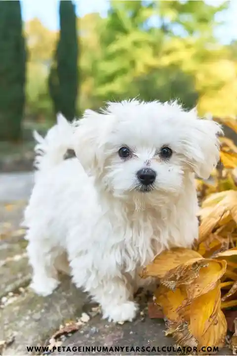 maltese shihtzu dog