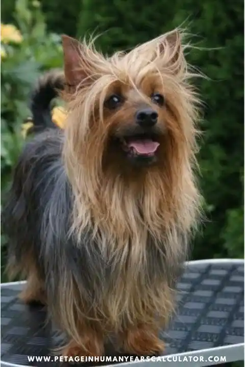 Australian Terrier